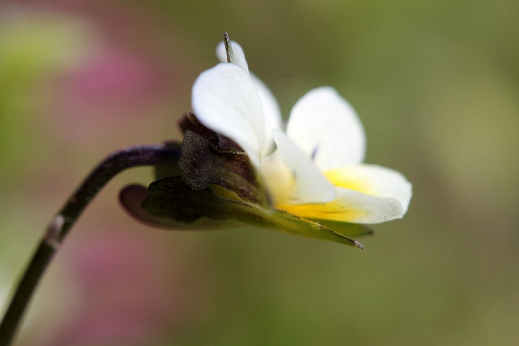 Viola arvensis / Viola dei campi